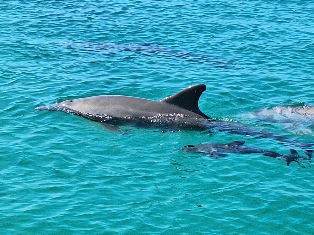 go on a dolphin sightseeing adventure